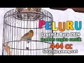 Download Lagu KECIAL KUNING PELURU GACOR JOSS LEGENDA BARU 20024 || TEMBUS DI ANGKA CANTIK 444 CC