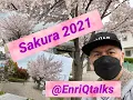 Download Lagu Sakura (Cherry Blossoms) 2021 #sakura #hanami #cherryblossoms