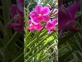 Download Lagu Vanda Orchids Flowers 💐 #vanda #orchid #flowers