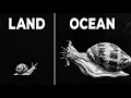 Lagu Why Are Aquatic Snails So Much More Terrifying Than Land Snails?