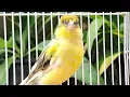 Download Lagu Canarios singing sound : Bird canary singing in a cage