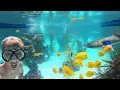 We turned our Backyard Swimming Pool into a FISH TANK