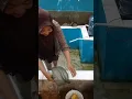 Download Lagu mmh hafiz niat bgt mau mkn2 ngedadak ngambil ikan di kolam hatur nuhun