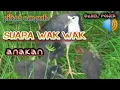 Download Lagu suara burung ruak ruak anakan  atou ayam ayaman pikat ampuh