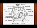 Learn How to Draw Plant Cell Drawing Easily Make Step by Step Science Diagram