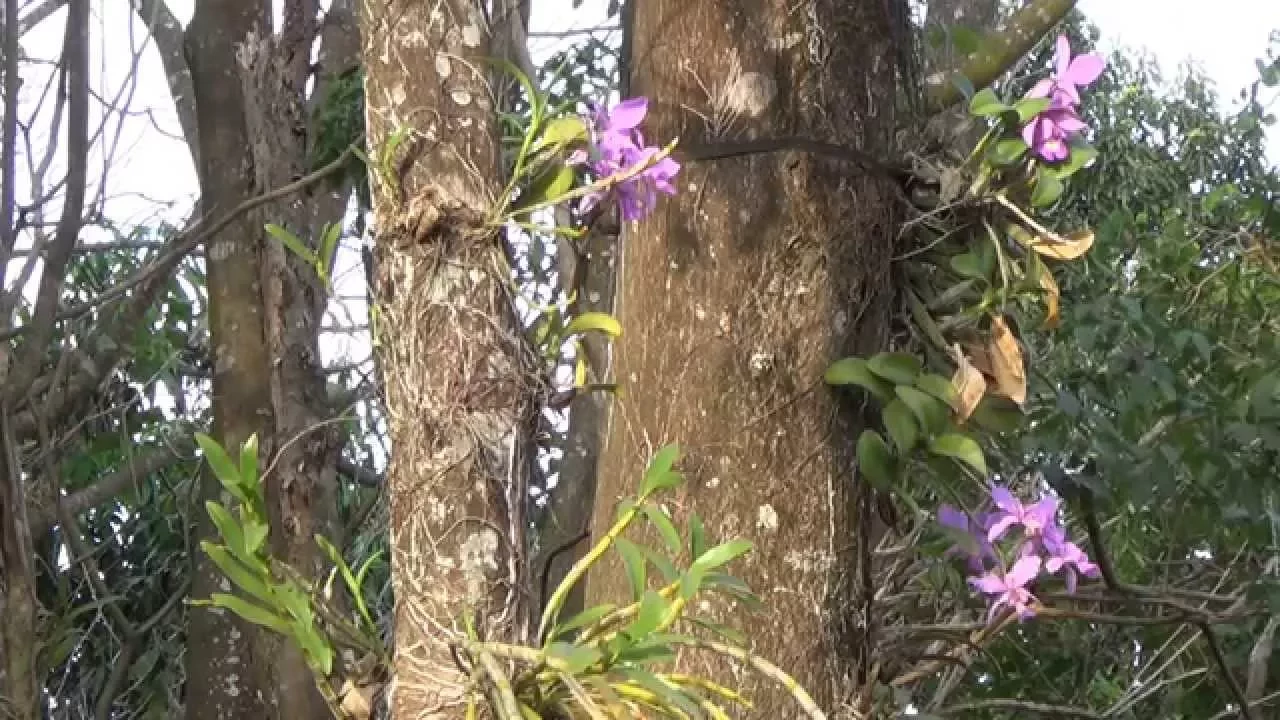 ORQUÍDEAS EM ÁRVORES, CATTLEYA NOBILIOR AMALIAE, DENDRÓBIUM NOBILE