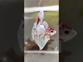 Download Lagu https://vt.tiktok.com/ZSSp4BHMc/