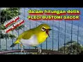 Download Lagu Pleci Buxtoni Gacor Ngalas Nembak.Pleci Bustomi Gacor