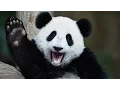 Giant Panda No Longer on Endangered Species List