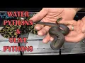 HOW TO BREED OLIVE PYTHONS WITH ERIC KOLLER