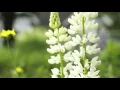 Stowe bed and breakfast - Vermont Rated on TripAdvisor