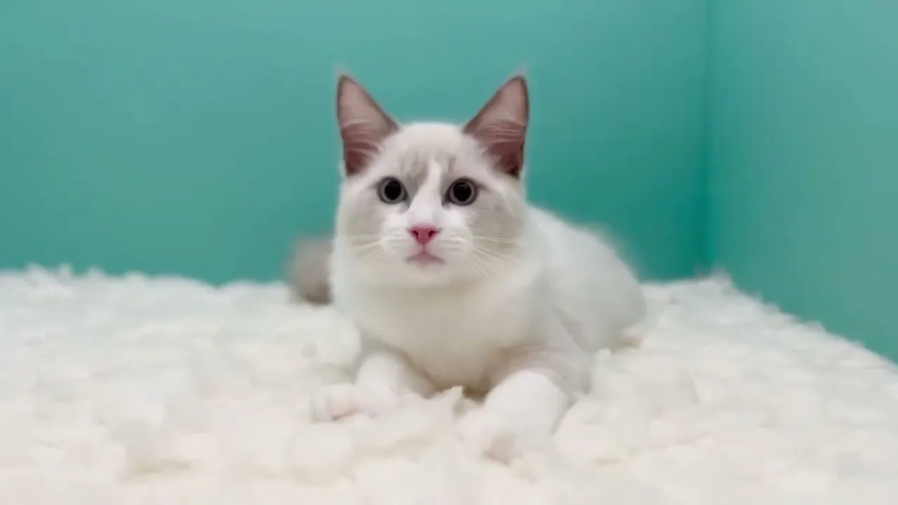 動画