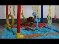 Blue Diamond Rylie F1 Cavapoo Puppy