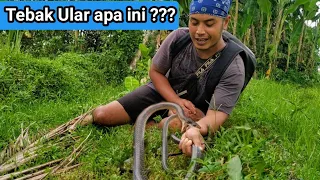 Download di Patuk ular tercepat di bumi | wild snake bite MP3