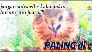 suara masteran burung paling di cari burung alap eagle pikat vanilinechenel