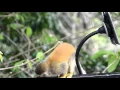 Suction Cup Mount Tablet Mount - Video 7 of 1