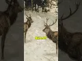 Bambi DIDN T Love Faline In The Original Story