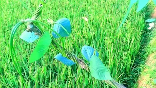 Download Cinematic video...Sawah pagi Hari MP3