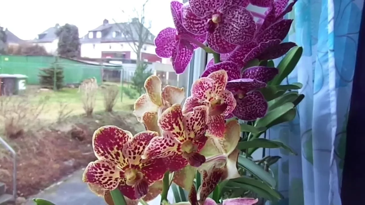 MY VANDA ORCHIDS IN GLASS VASES MAH02545