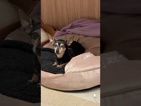 A BICA FEZ QUESTÃO DE POSTAR