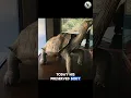 Download Lagu Lonesome George: The Saddest Story of Earth’s Loneliest Tortoise #wildlife #lonesome #tortoise