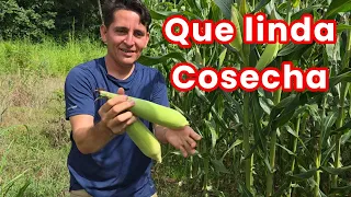 Ya hay Elotes Señores. Cortamos dos costales