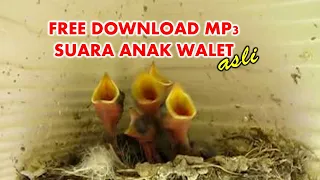 Download Suara Anak Walet Asli (Download MP3 Gratis) MP3