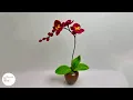 Download Lagu DIY Flower - How to make a Phalaenopsis orchids with Pipe cleaner ( chenille )#hmstation