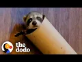 Download Lagu Baby Raccoon Is SO Awkward — And So Cute | The Dodo Little But Fierce