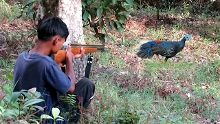 Download BERBURU MEMIKAT AYAM SEMPIDAN SUMATERA DI TENGAH HUTAN MP3