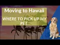 Where To Pick Up My Pet In Honolulu Moving to Hawaii Moving to Hawaii with a dog