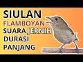 MASTERAN BURUNG FLAMBOYAN, SIULAN PANJANG DAN JERNIH.