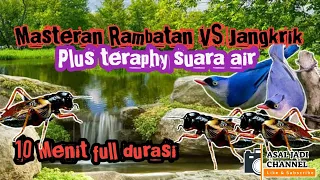 Download Masteran rambatan vs jangkrik plus teraphy suara air MP3