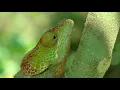 Download Lagu Madagascar (QHD 1440p Samsung Galaxy flagship sample)
