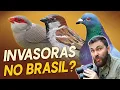 Lagu As 5 AVES exóticas que dominaram o Brasil! #OrnitólogoResponde