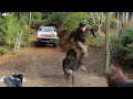Lagu Getting work done is never easy with Angry Rams on duty