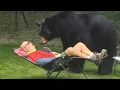 Download Lagu Funniest ANIMALS Videos 2025 will make you LAUGH YOUR HEAD OFF 😂