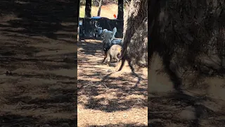 Dog park days .. #fyp #dream #youtube #doberman #pets