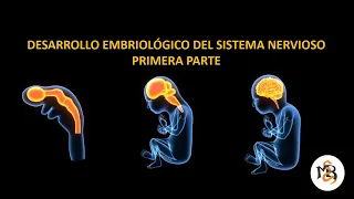 DESARROLLO DEL SISTEMA NERVIOSO I