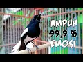 Download Lagu PASTI AMPUH NYAUT EMOSI KACER LAWAN IKUT GACOR ON DENGAR INI  !! KACER GACOR ISIAN KASAR