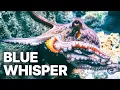 Download Lagu Blauwe Fluister | Onderwaterleven