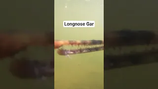 Longnose Gar – ACR Fishing Adventures #fishing #prehistoric