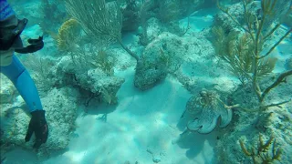 SPEARFISHING IN PARADISE