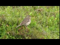 Download Lagu Meadow Pipit