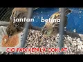 Download Lagu 🔥Cara membedakan anakan cici padi jantan dan betina kepala coklat