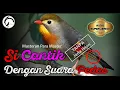 Download Lagu KICAU ROBIN || MASTERAN ROBIN GACOR FULL TEMBAKAN | SUARA PANGGILAN DAN PANCINGAN BURUNG ROBIN