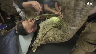 رامز يستعد بارتداء السحلية لمواجهة الميرغني فماذا سيحدث 