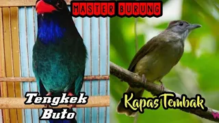 Download Masteran Burung JUARA __ TENGKEK BUTO vs KAPAS TEMBAK MP3