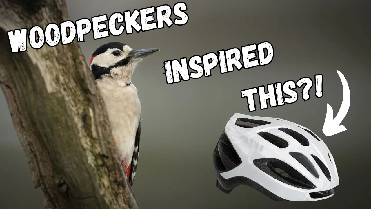How have birds inspired technology? | Birds and biomimicry