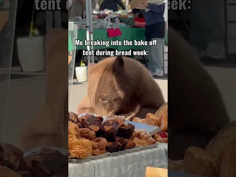 Bear crashes farmers market, eats pastries